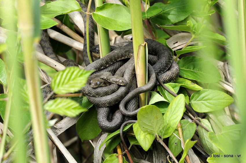 Natrix tessellata: famiglia allargata o famiglia stipata?